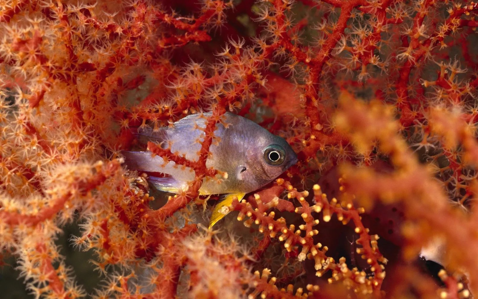 A small, iridescent fish with a yellow tail is nestled within the branches of bright red coral.