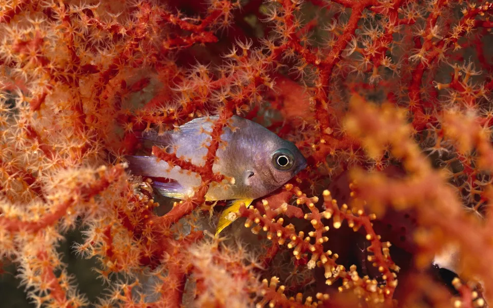 A small, iridescent fish with a yellow tail is nestled within the branches of bright red coral.