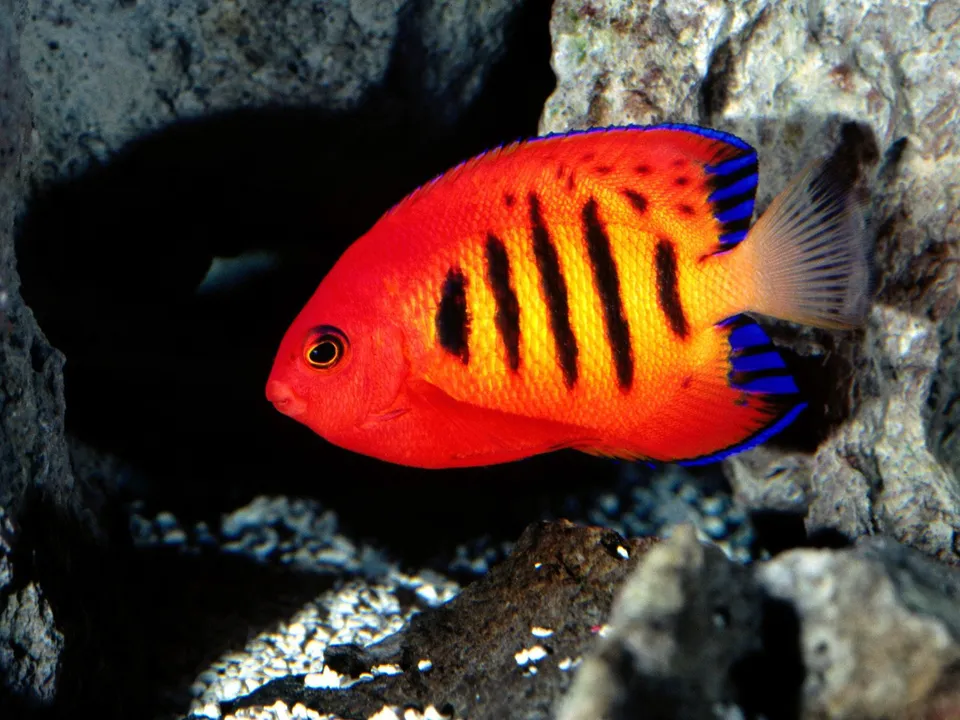 A bright orange and yellow angelfish with black stripes and blue fin accents swims near rocky coral.