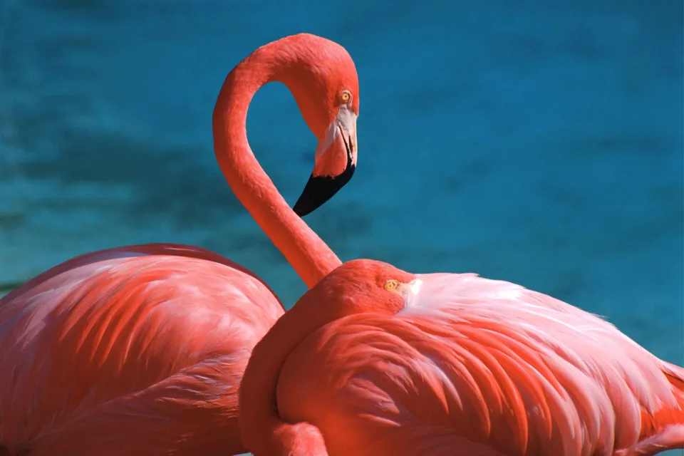 Two bright pink flamingos are shown close up, with one bird's head turned towards the viewer.