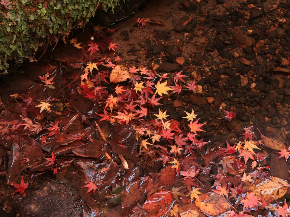 Vibrant red and yellow maple leaves float on the surface of a clear, shallow stream.