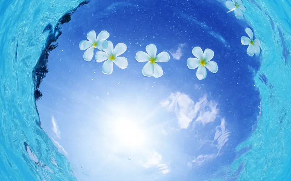 White plumeria flowers float on the surface of clear blue water, with the sky and sun visible below.