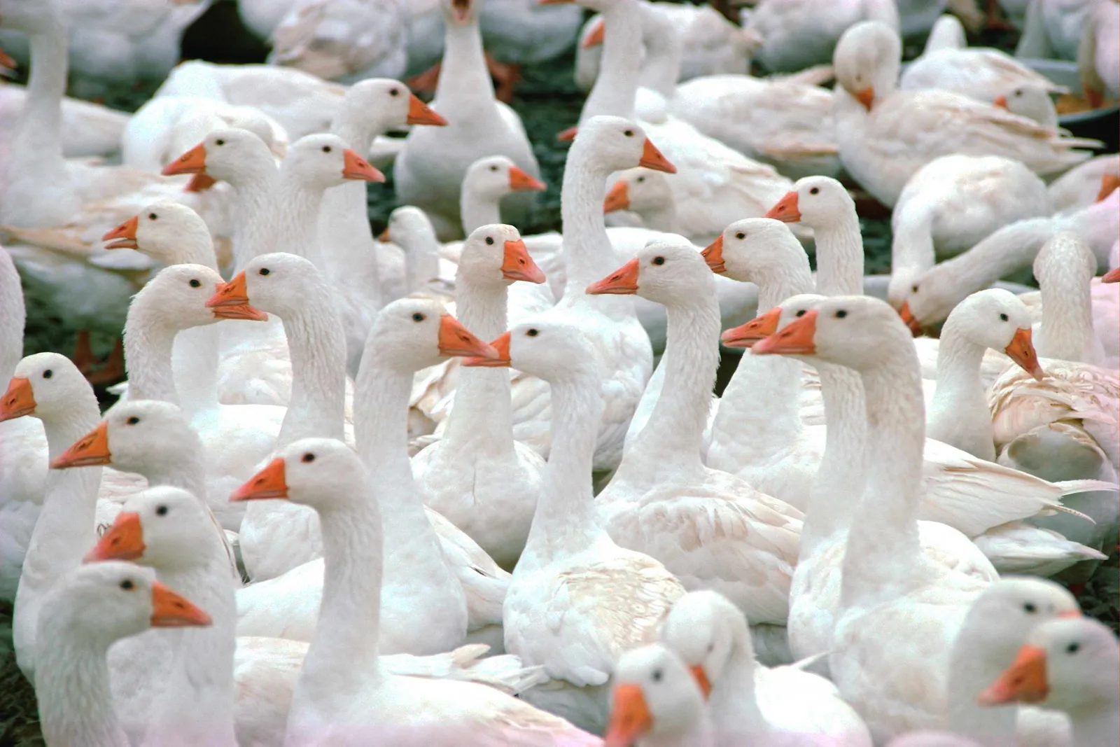 A large group of white geese with orange beaks are huddled together, some looking towards the camera.