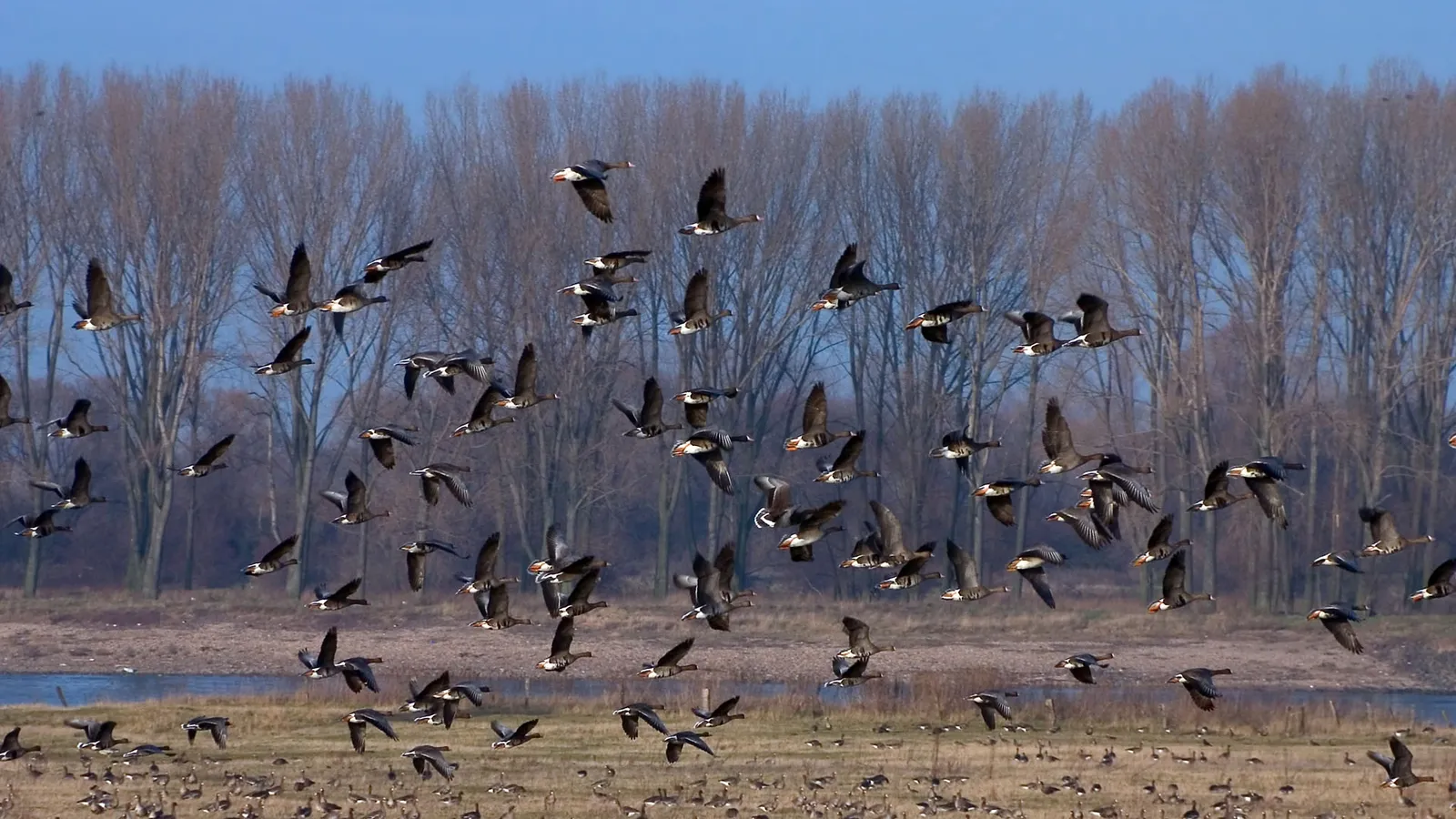 A large flock of geese flying in formation against a backdrop of bare trees and a clear blue sky.