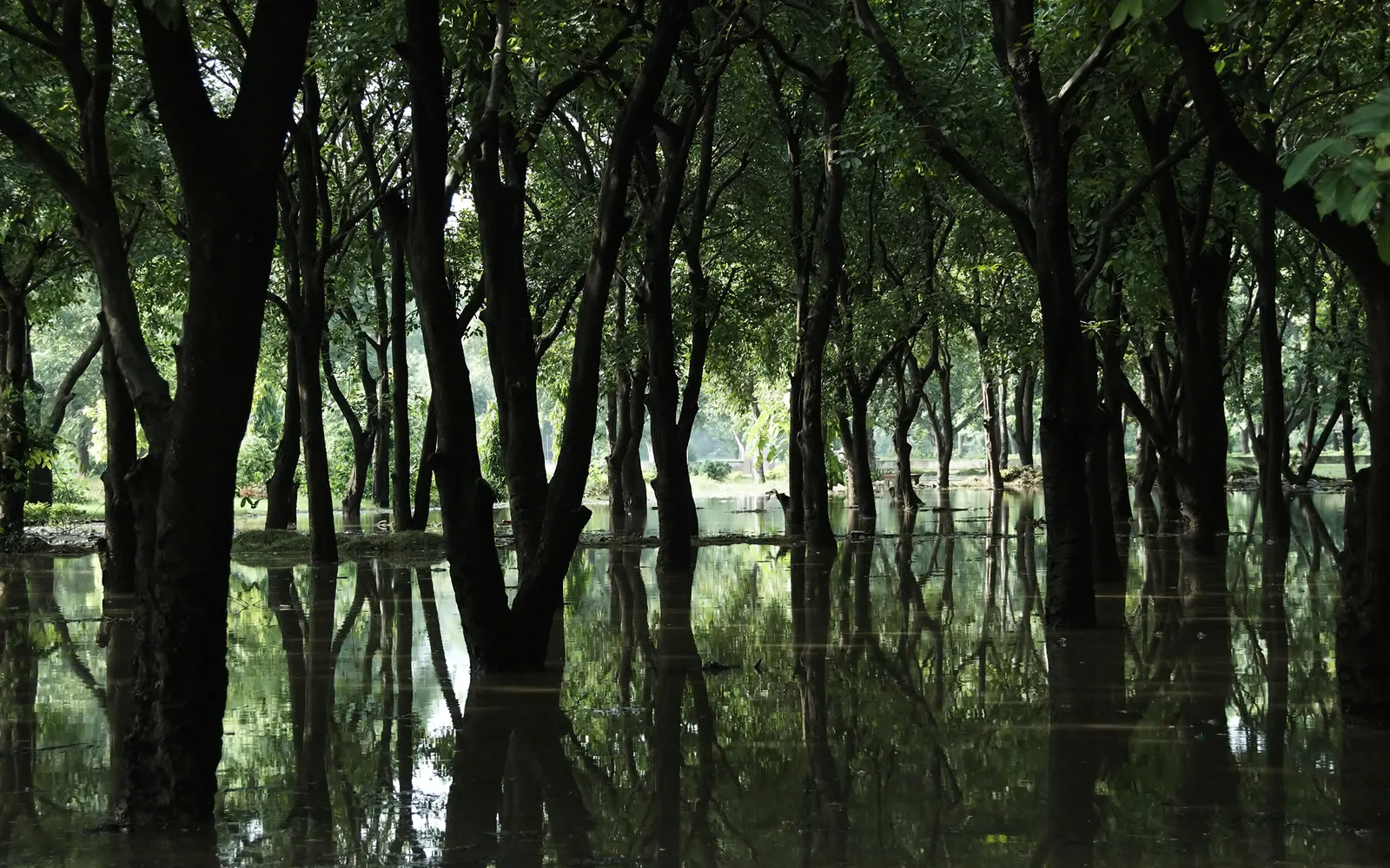 Tall trees stand in flooded ground, their reflections mirrored in the still water.