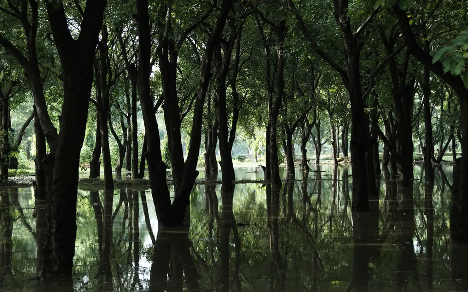 Tall trees stand in flooded ground, their reflections mirrored in the still water.
