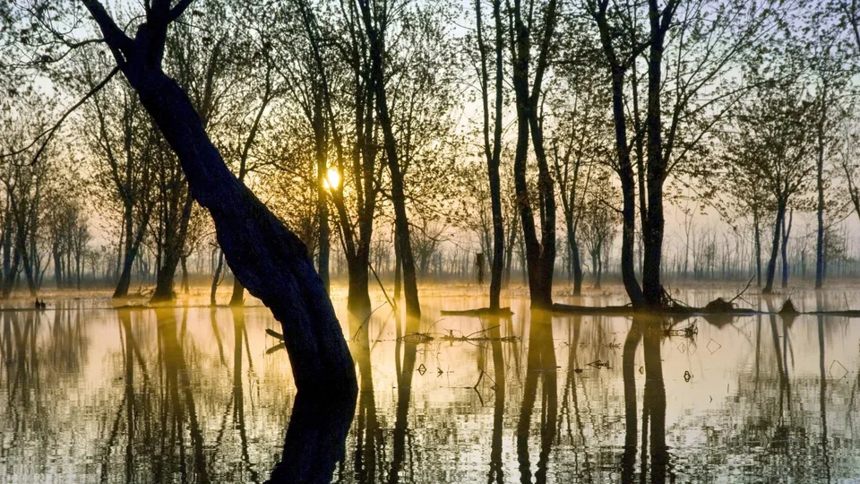 Silhouettes of bare trees in a flooded forest at sunrise, with mist and reflections on the water.
