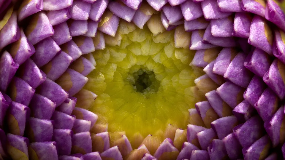 Close-up view of the intricate, spiraling center of a flower with purple petals and a yellow core.