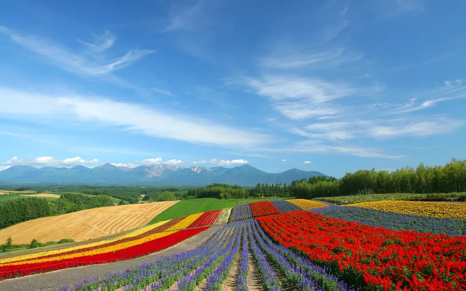 Rows of colorful flowers in fields with mountains and a blue sky in the background.