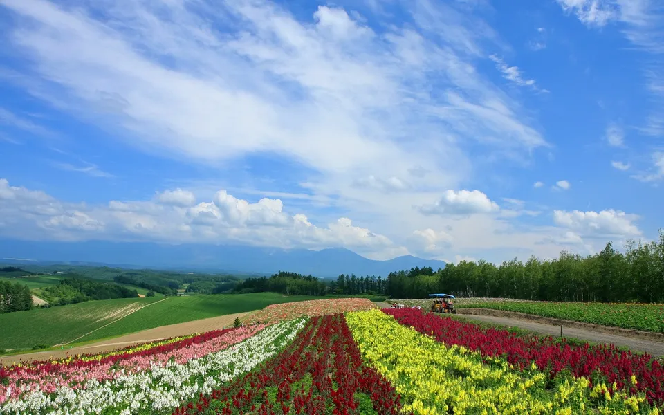 Rows of colorful flowers stretch across rolling hills under a bright blue sky with scattered clouds.