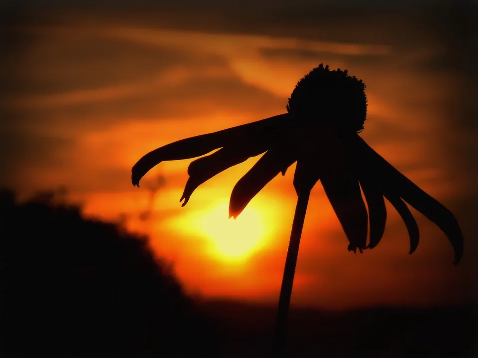 A dark silhouette of a flower with drooping petals stands against a vibrant orange and yellow sunset.