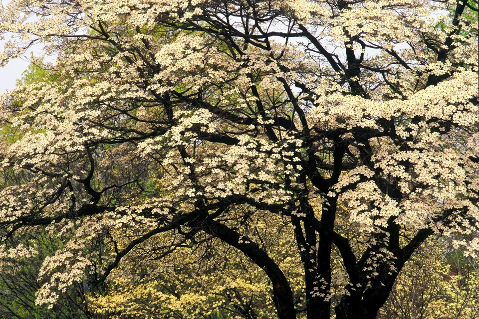 A large dogwood tree covered in white blossoms, with green foliage in the background.