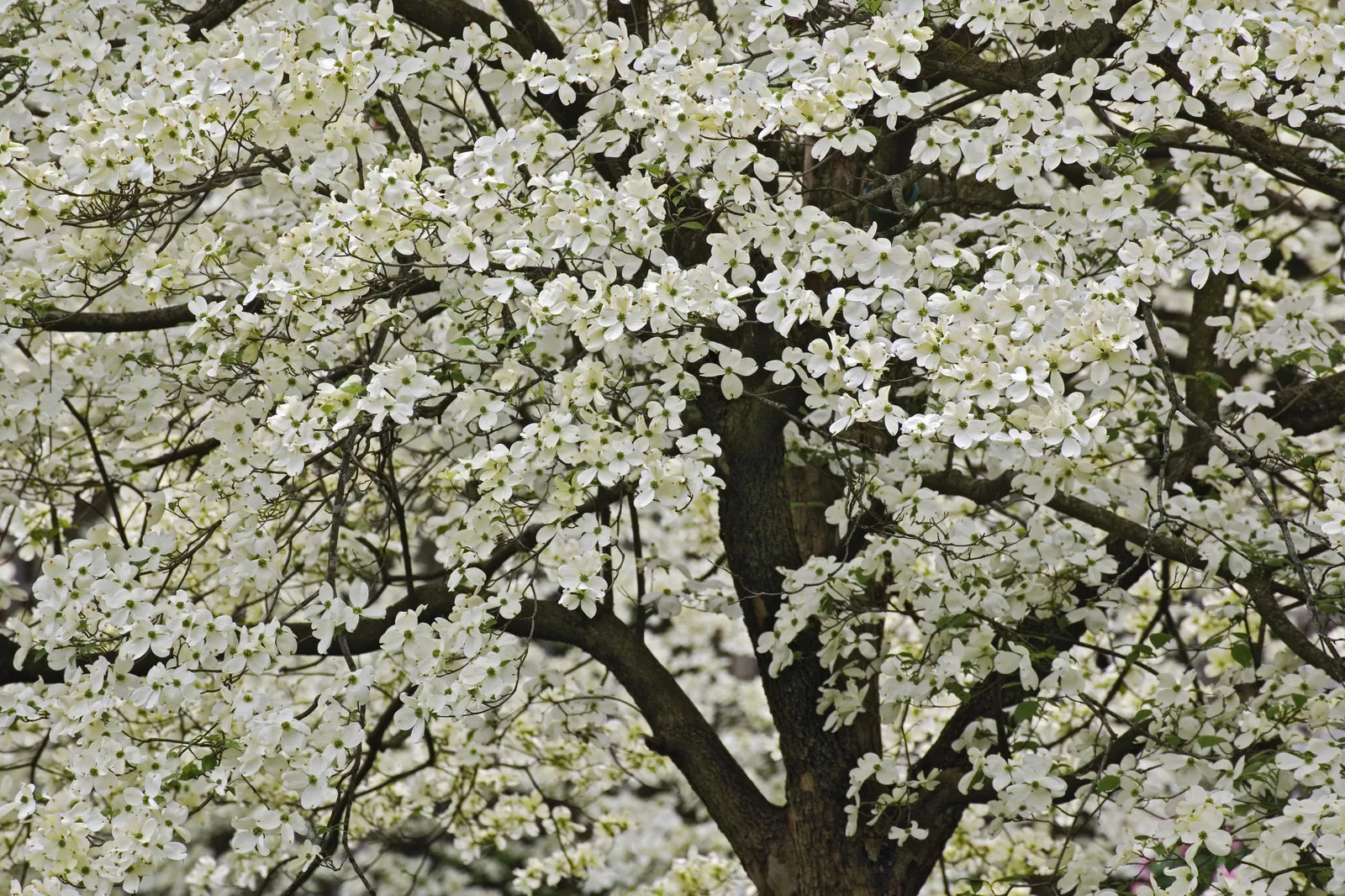 A close-up view of a flowering dogwood tree covered in delicate white blossoms and dark branches.