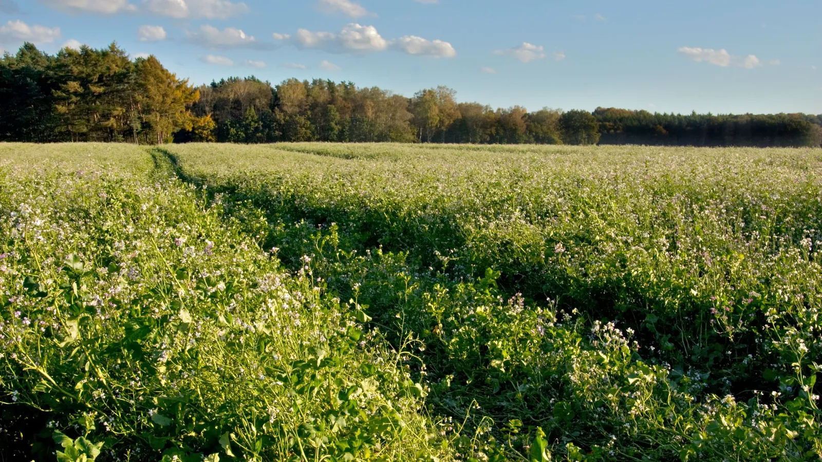 A wide field of small white and purple wildflowers stretches towards a line of trees under a partly cloudy blue sky.