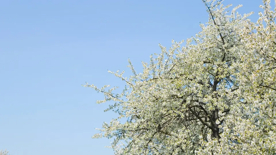 A close-up view of a tree covered in white blossoms against a clear blue sky.