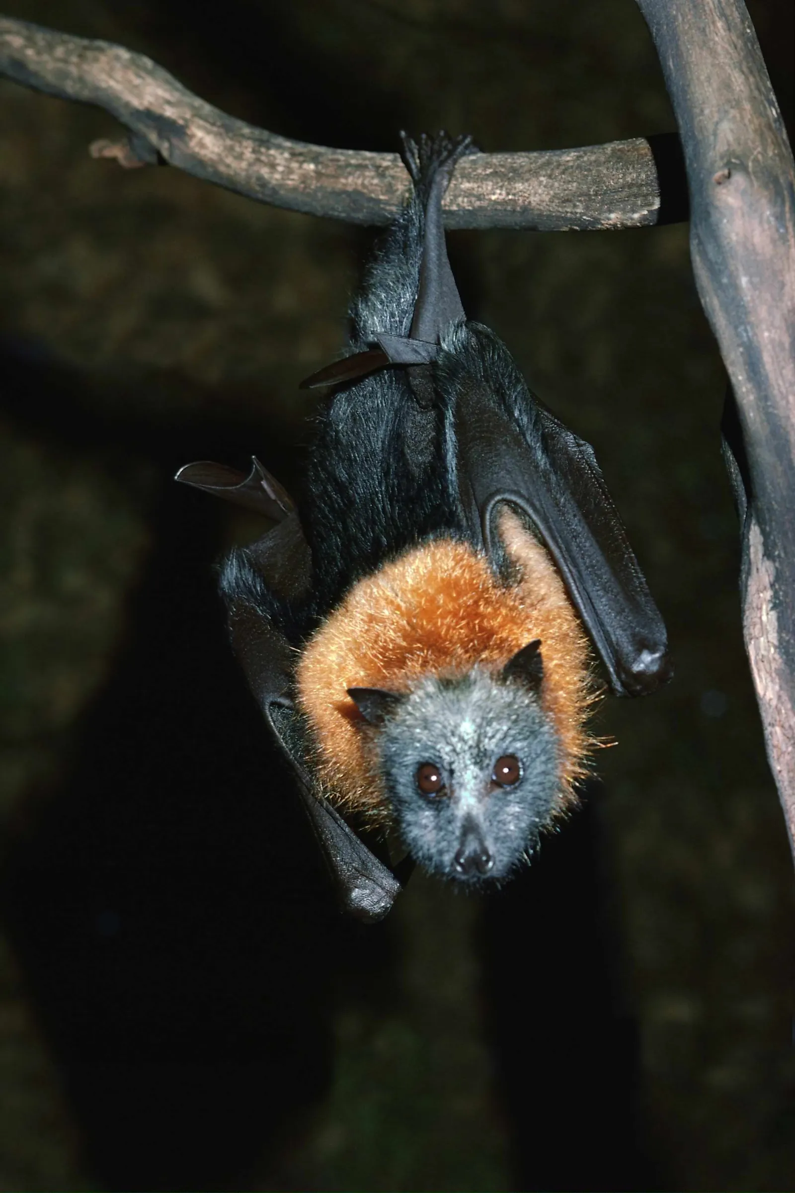 A flying fox hangs upside down from a tree branch, its fur is dark with an orange ruff around its neck.