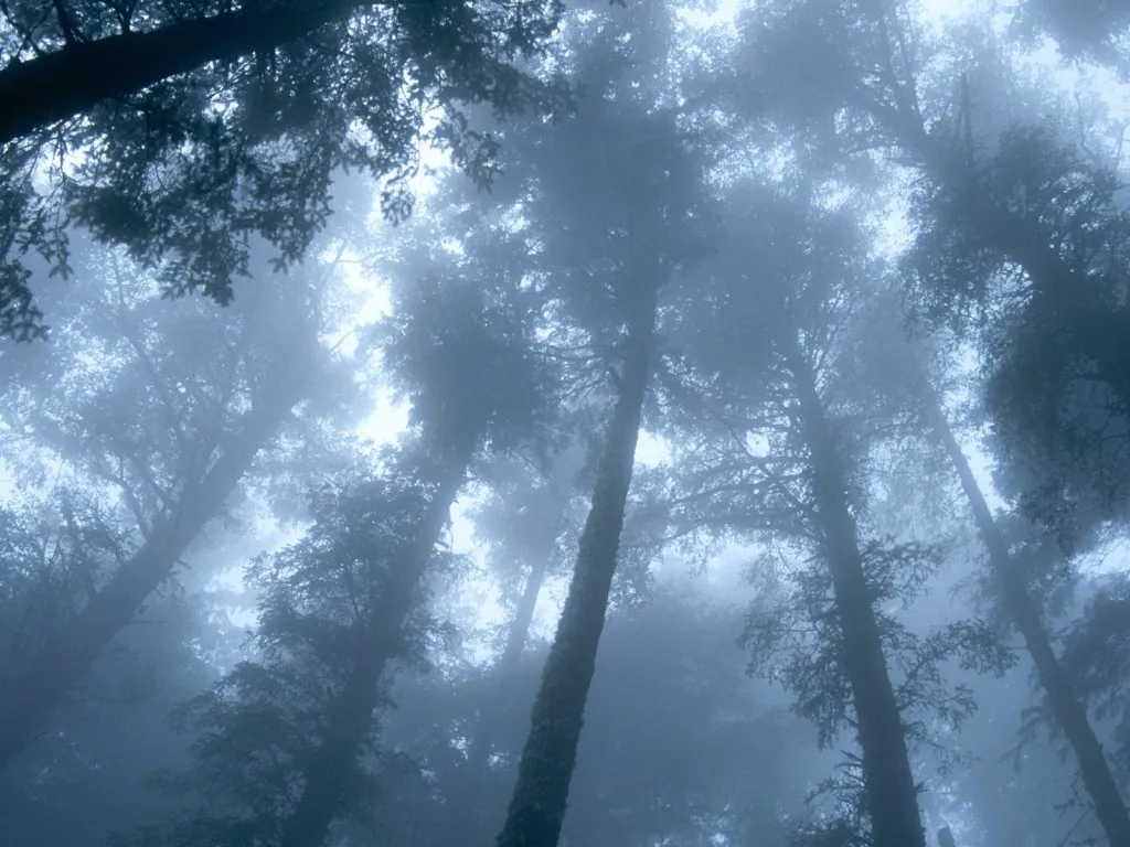 Tall trees shrouded in thick fog, viewed from below looking upwards.