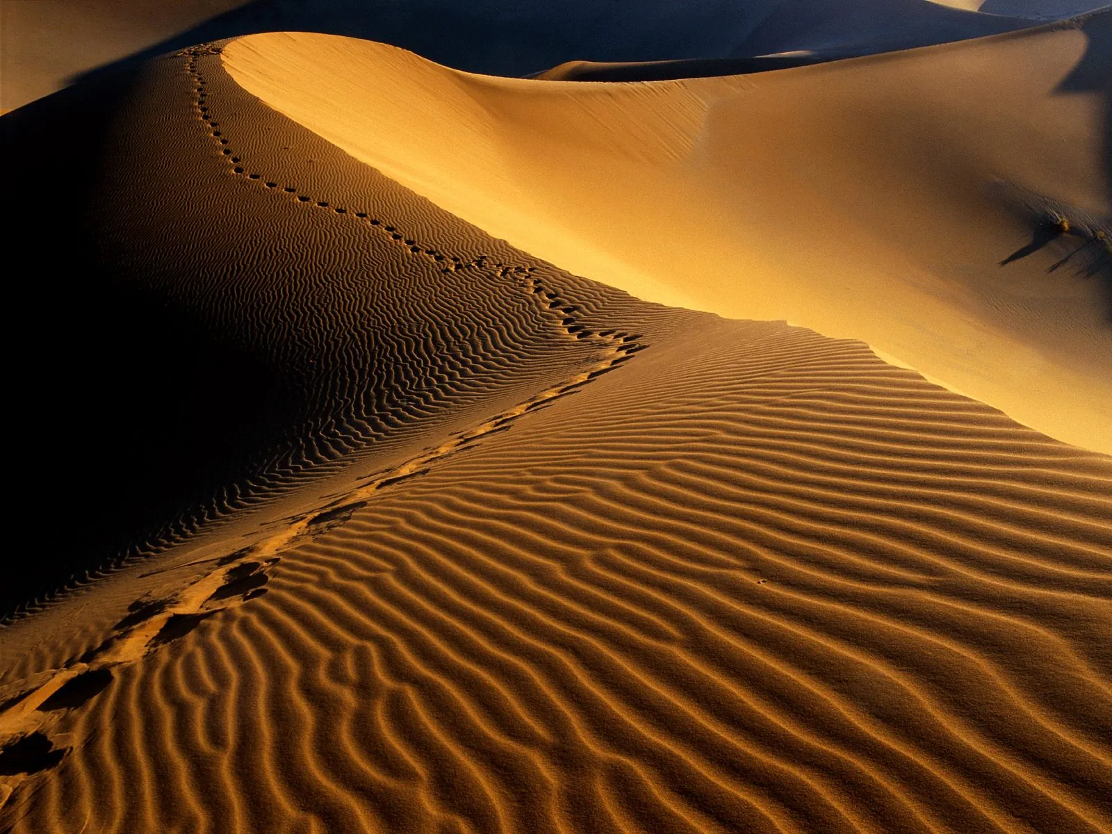 Footprints trail across rippled sand dunes illuminated by the warm light of a setting sun.