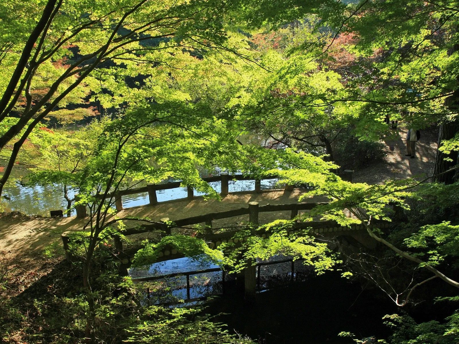 A wooden bridge arches over a calm body of water, surrounded by lush green trees with sunlight filtering through the leaves.