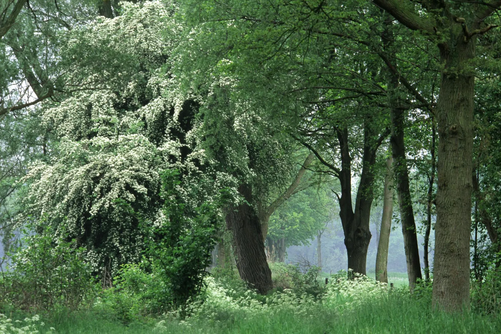 A dense forest scene with a large bush covered in white flowers on the left.