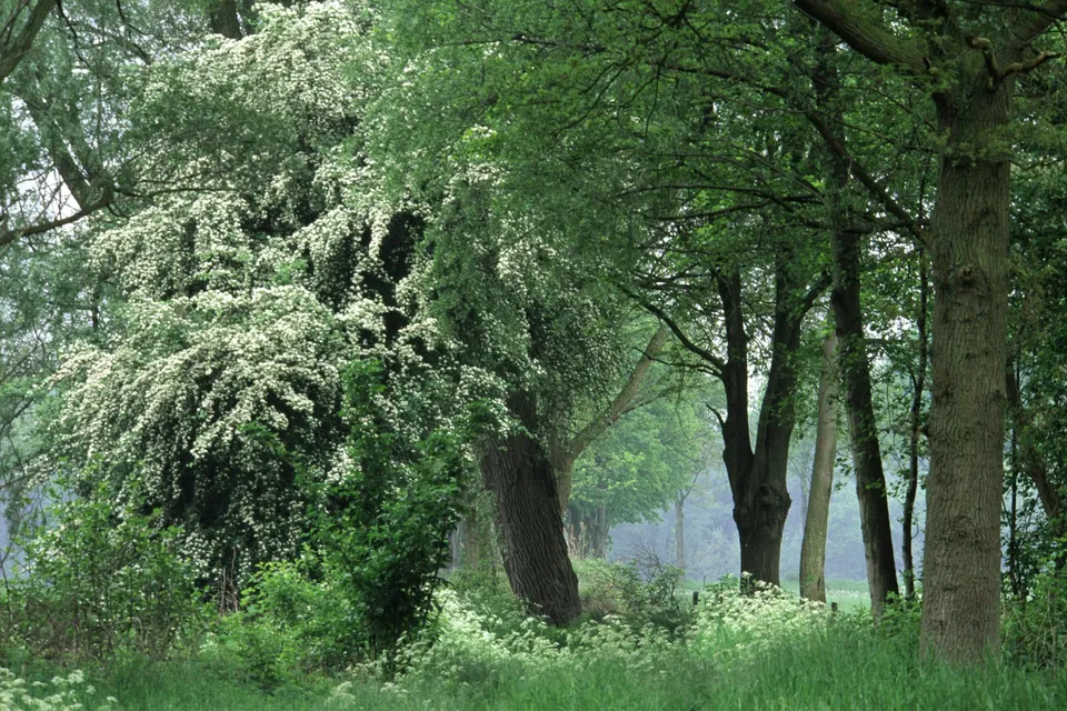 A dense forest scene with a large bush covered in white flowers on the left.