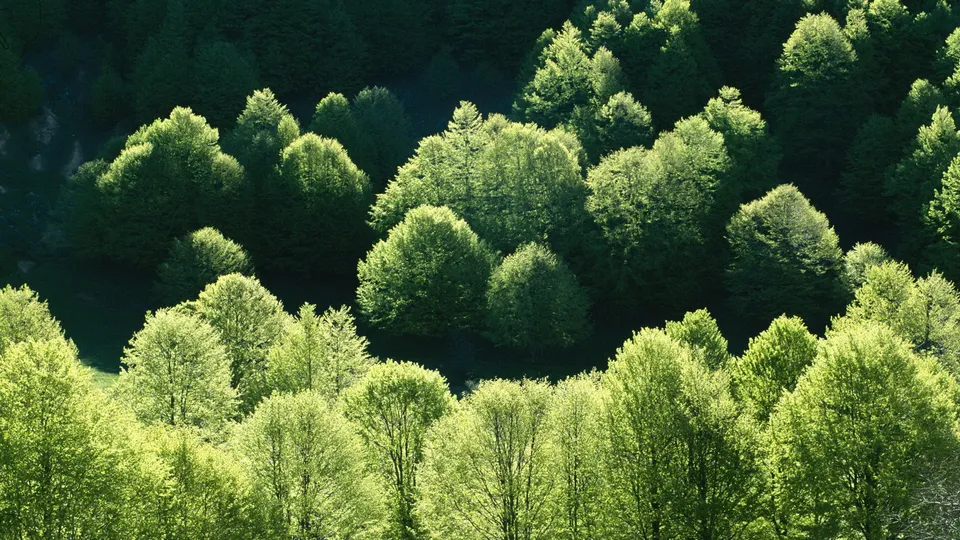 An aerial view of a dense forest canopy with sunlight filtering through the bright green leaves.