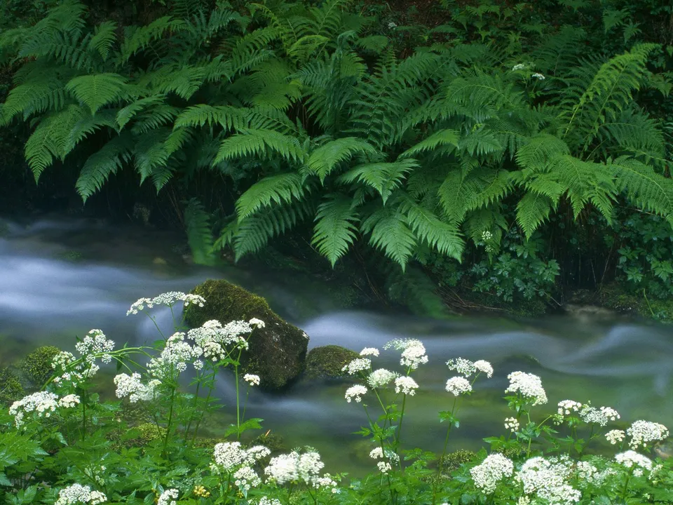 A gentle forest stream flows past mossy rocks, with lush green ferns and white wildflowers in the foreground.
