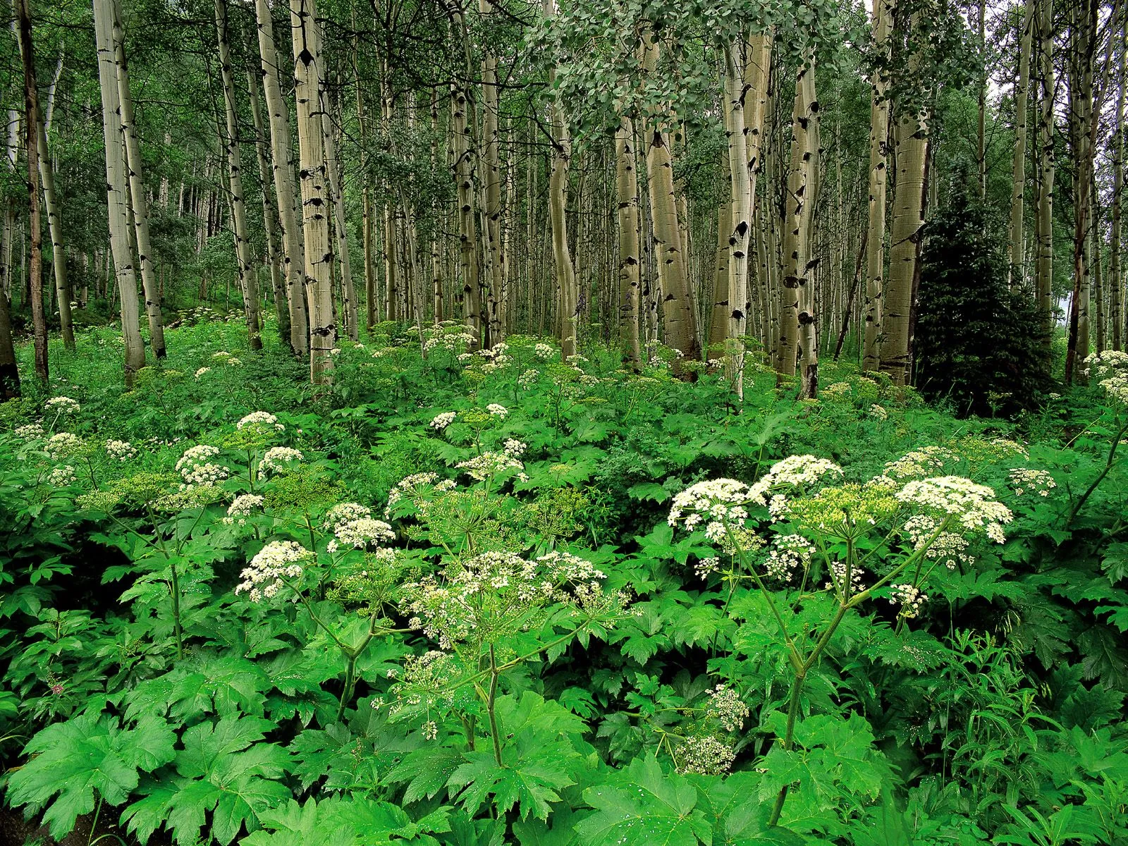 A dense forest floor covered in green foliage and white wildflowers, with tall aspen trees in the background.