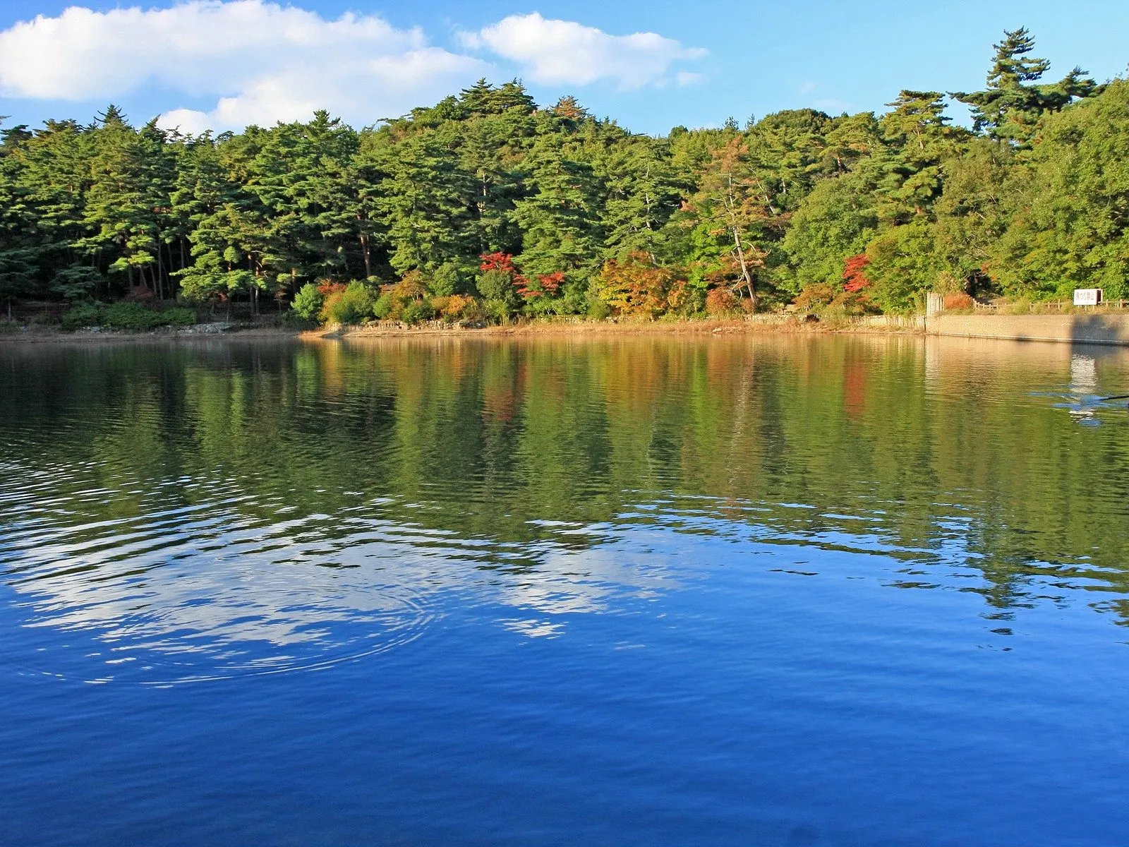 A calm lake reflects a dense forest and blue sky with white clouds.