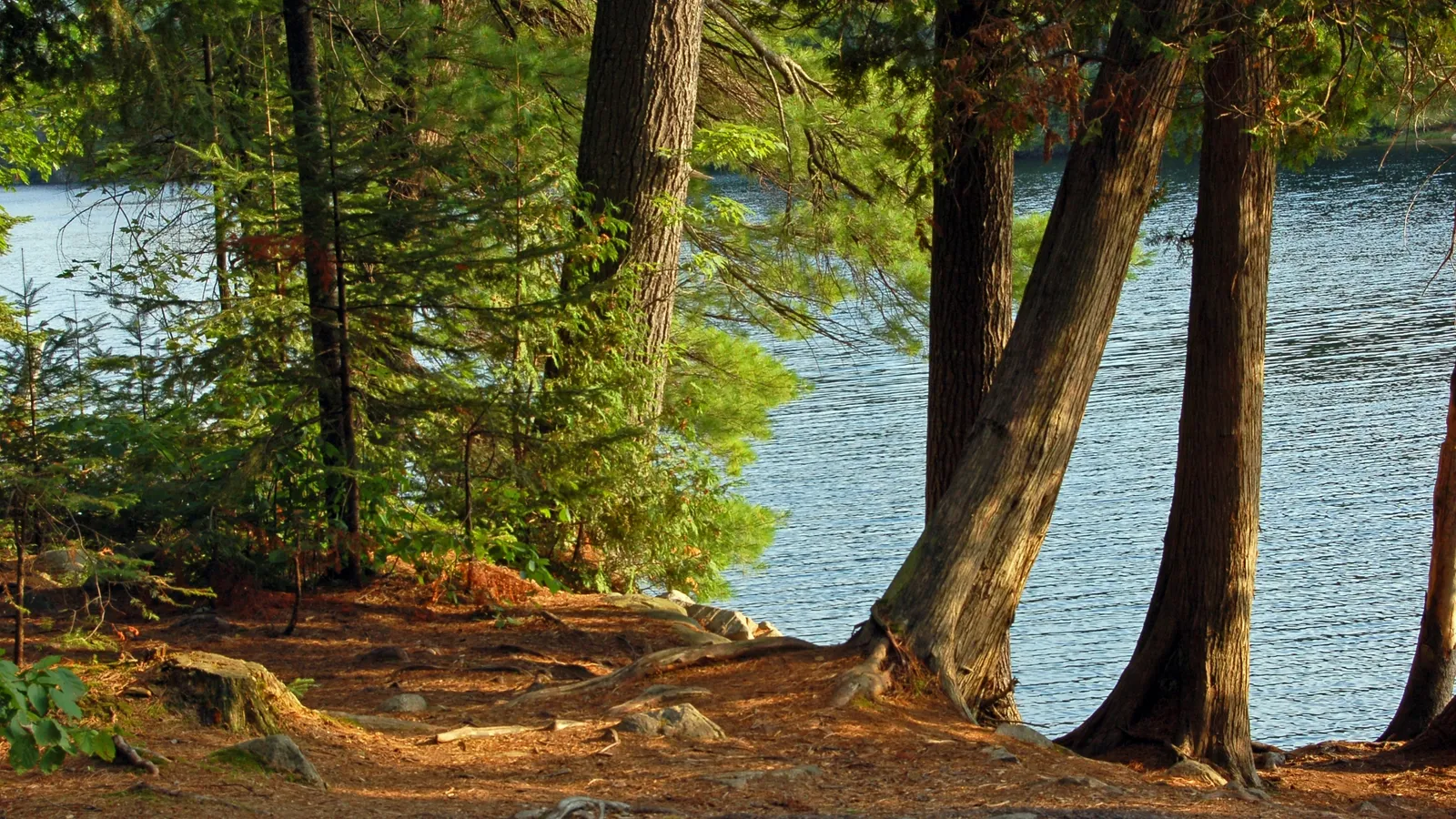 Tall trees stand on a rocky, pine-needle-covered shore next to a calm, blue lake.