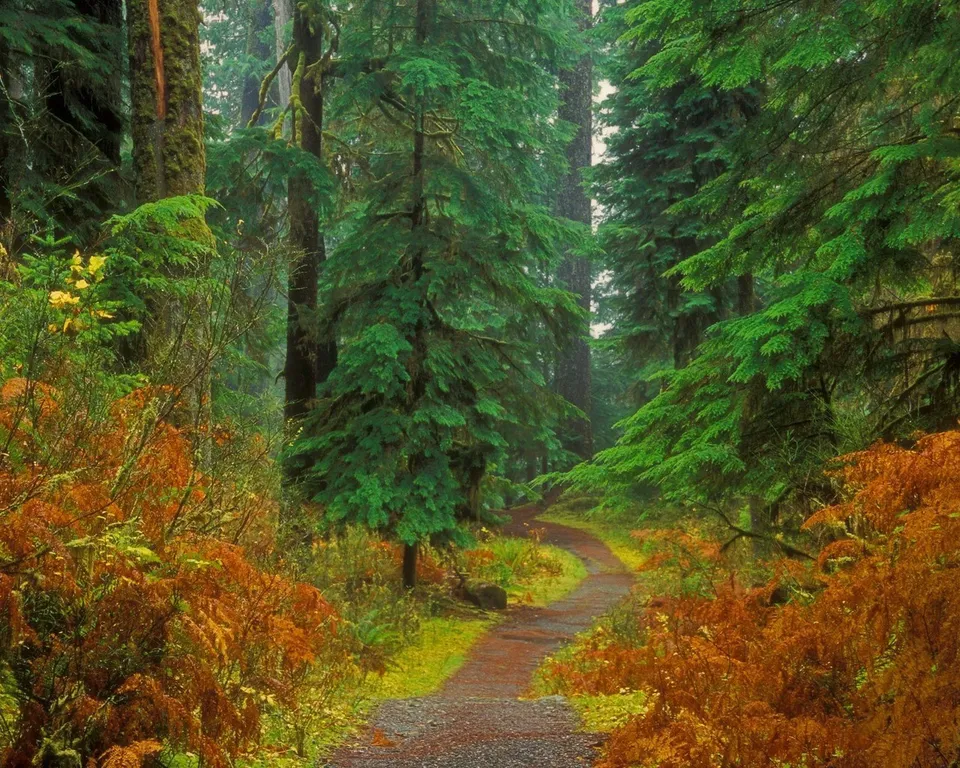 A winding gravel path leads through a lush forest with vibrant green trees and bright orange ferns.