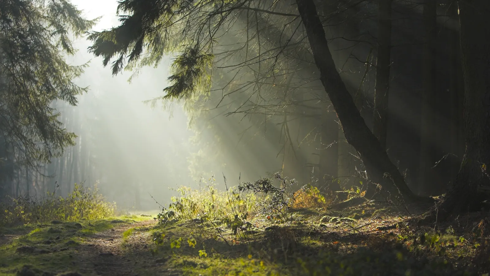 A forest path is illuminated by dappled light rays through the mist.