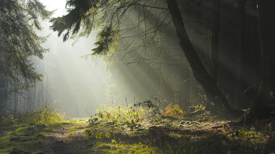 A forest path is illuminated by dappled light rays through the mist.