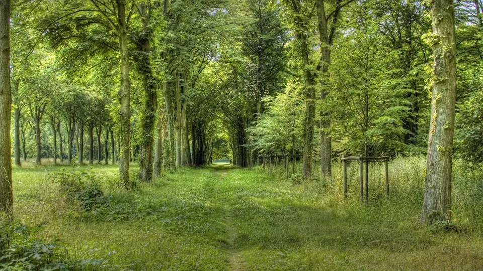 A sun-dappled path winds through a dense forest with tall trees and lush green undergrowth.