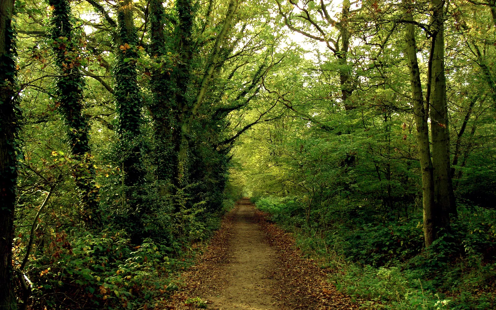 A dirt path winds through a dense forest with ivy-covered trees and dappled sunlight.