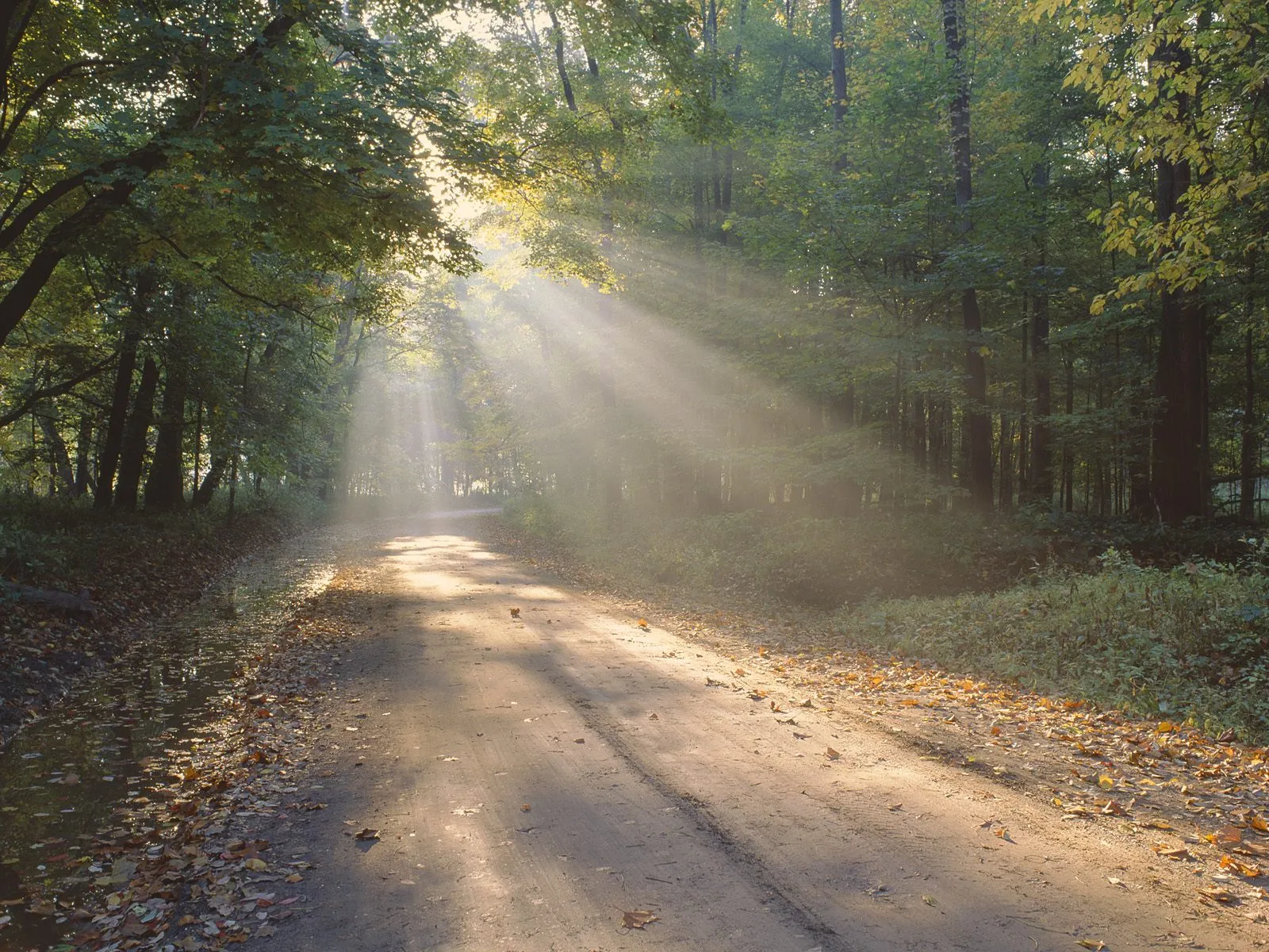 A dirt path winds through a forest with sunbeams shining through the trees.