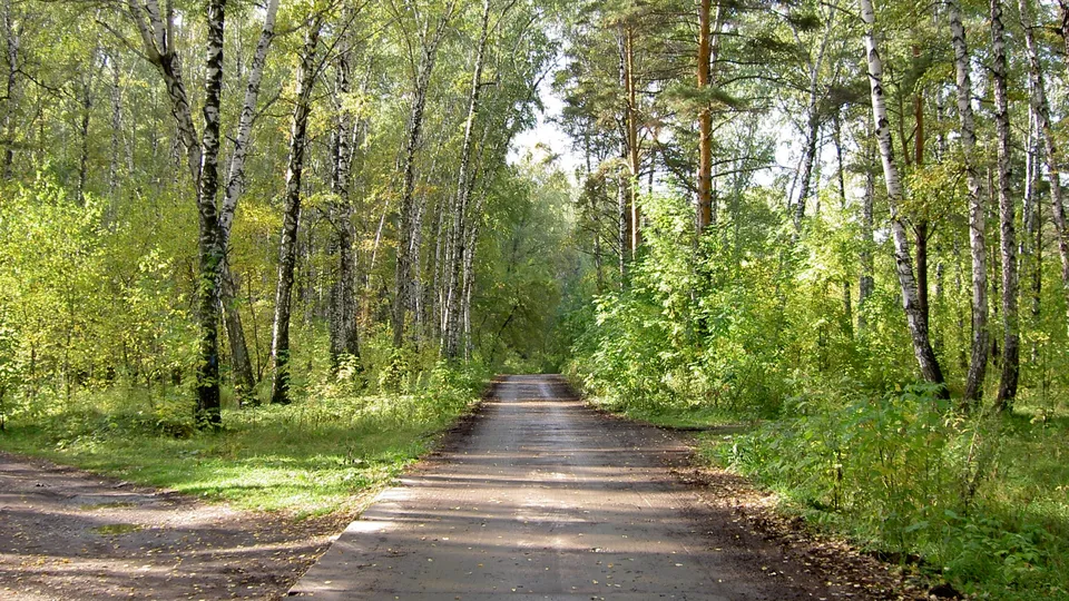 A paved path leads through a sun-dappled forest with birch and pine trees.