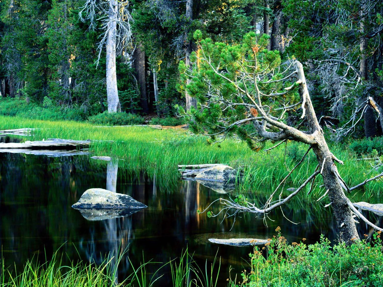 A dark pond reflects a dense forest with a gnarled pine tree in the foreground.
