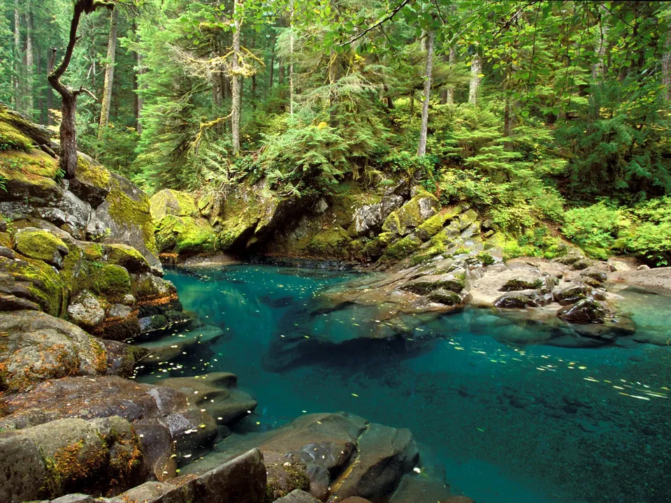 A clear, turquoise river flows through a lush green forest with moss-covered rocks.