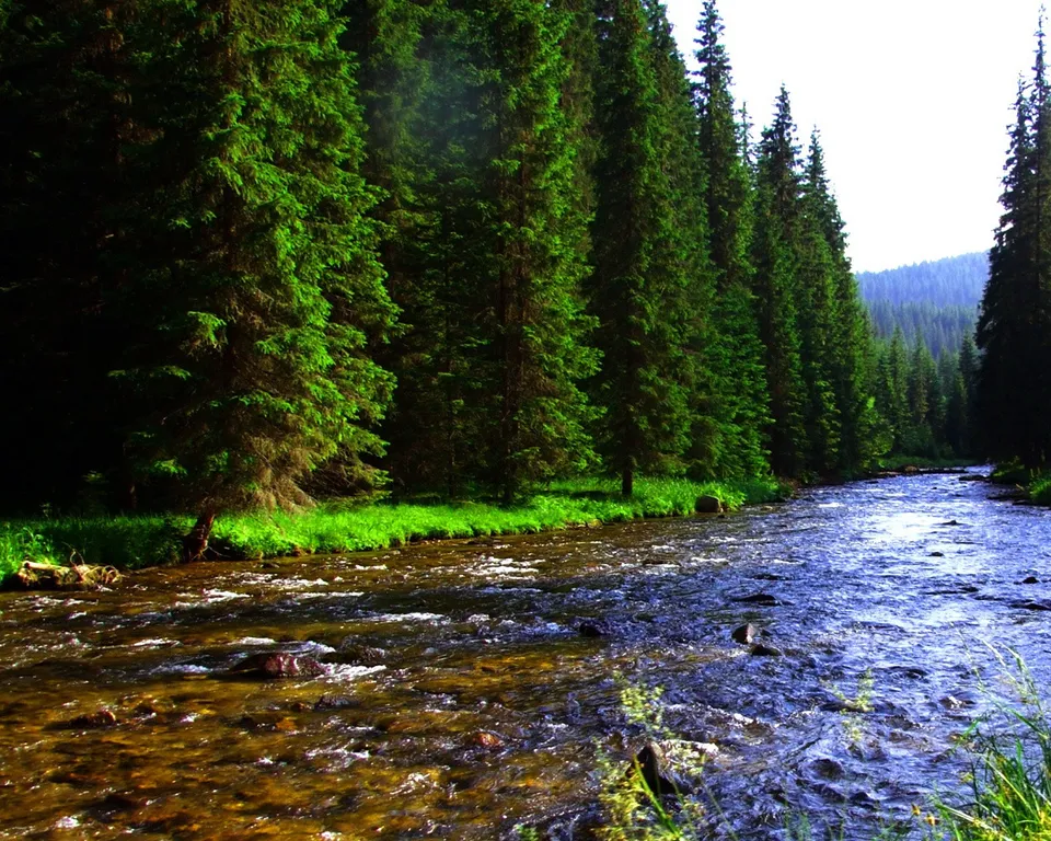 A clear river flows through a dense forest of tall evergreen trees.