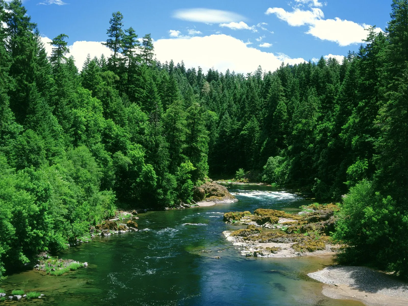 A wide, clear river flows through a dense forest with tall green trees and a bright blue sky with white clouds.