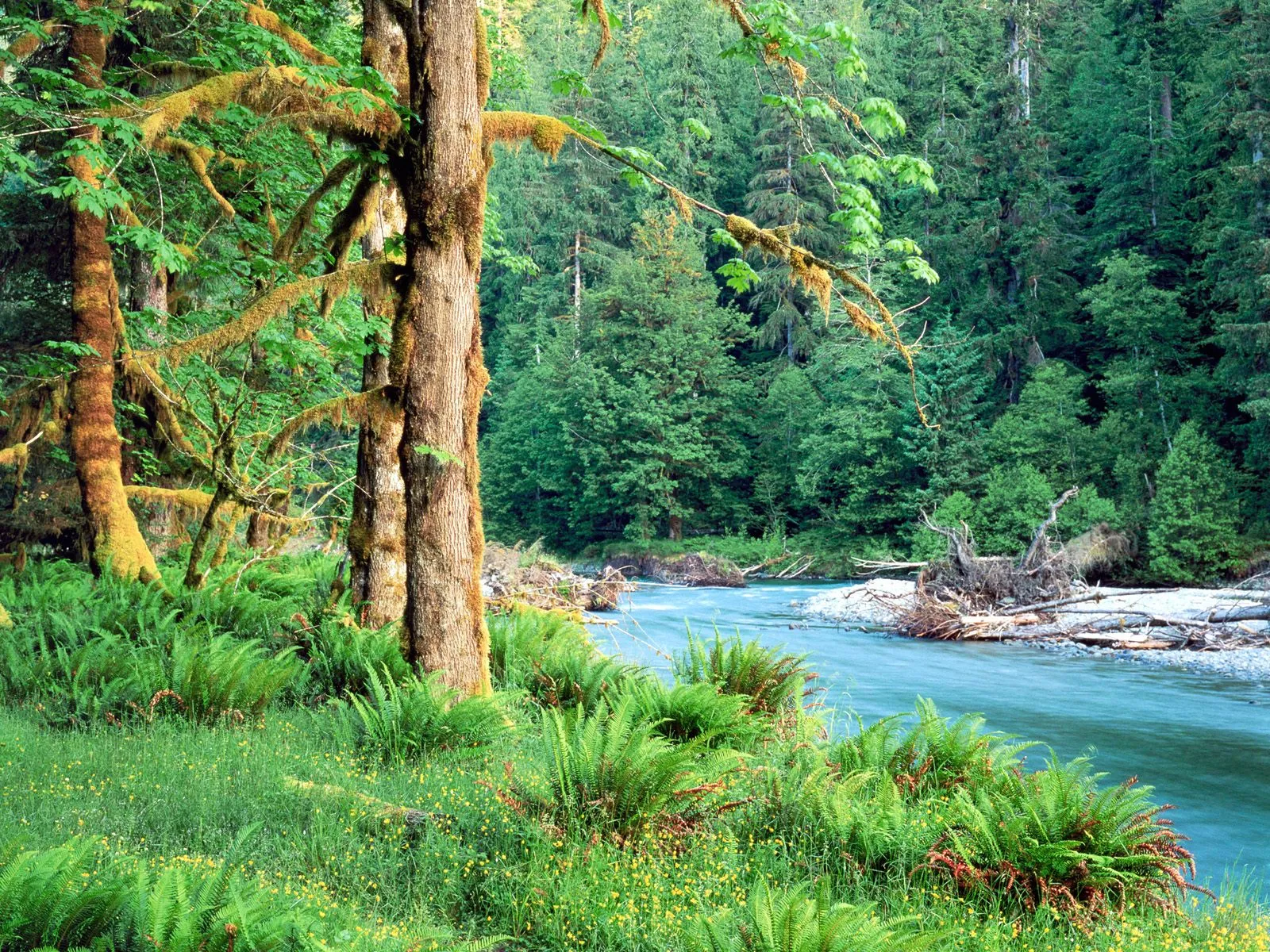 A vibrant blue river flows through a dense, moss-covered forest with lush green ferns in the foreground.