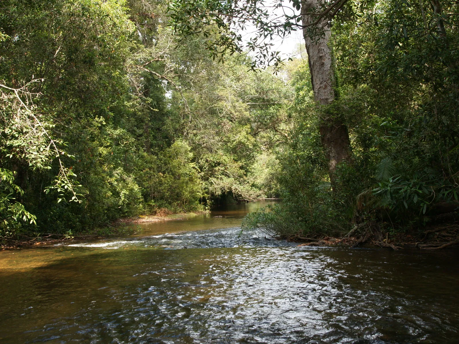 A gentle river flows through a dense, green forest, with sunlight dappling the water and foliage.