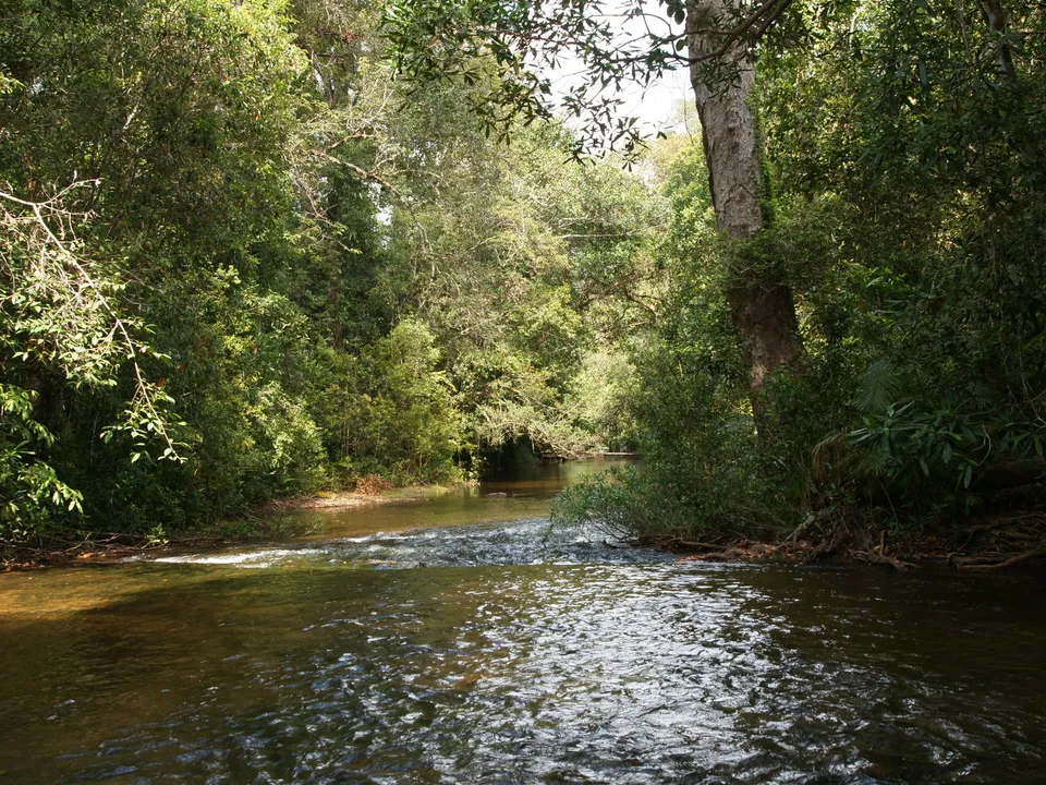 A gentle river flows through a dense, green forest, with sunlight dappling the water and foliage.