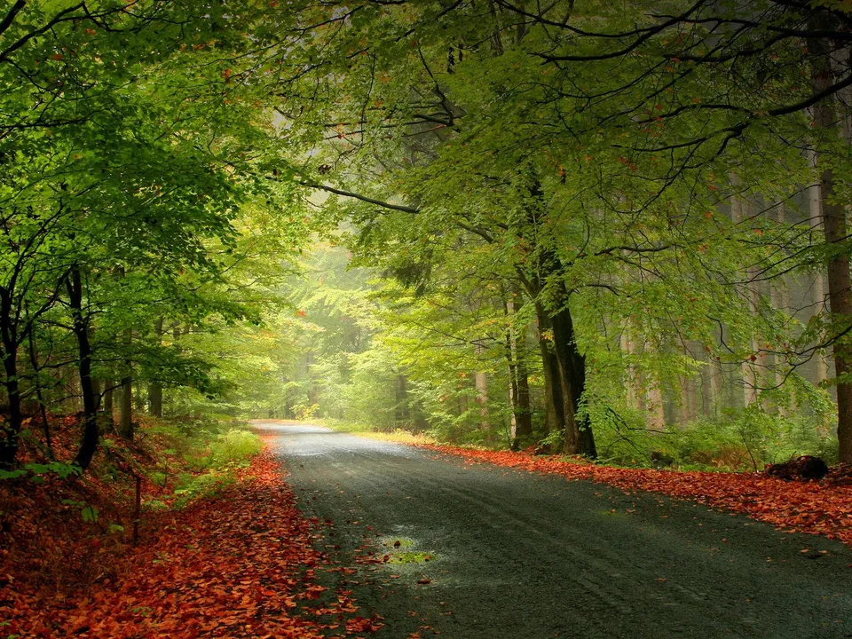A paved road curves through a forest, with vibrant red leaves scattered along the sides and on the road.