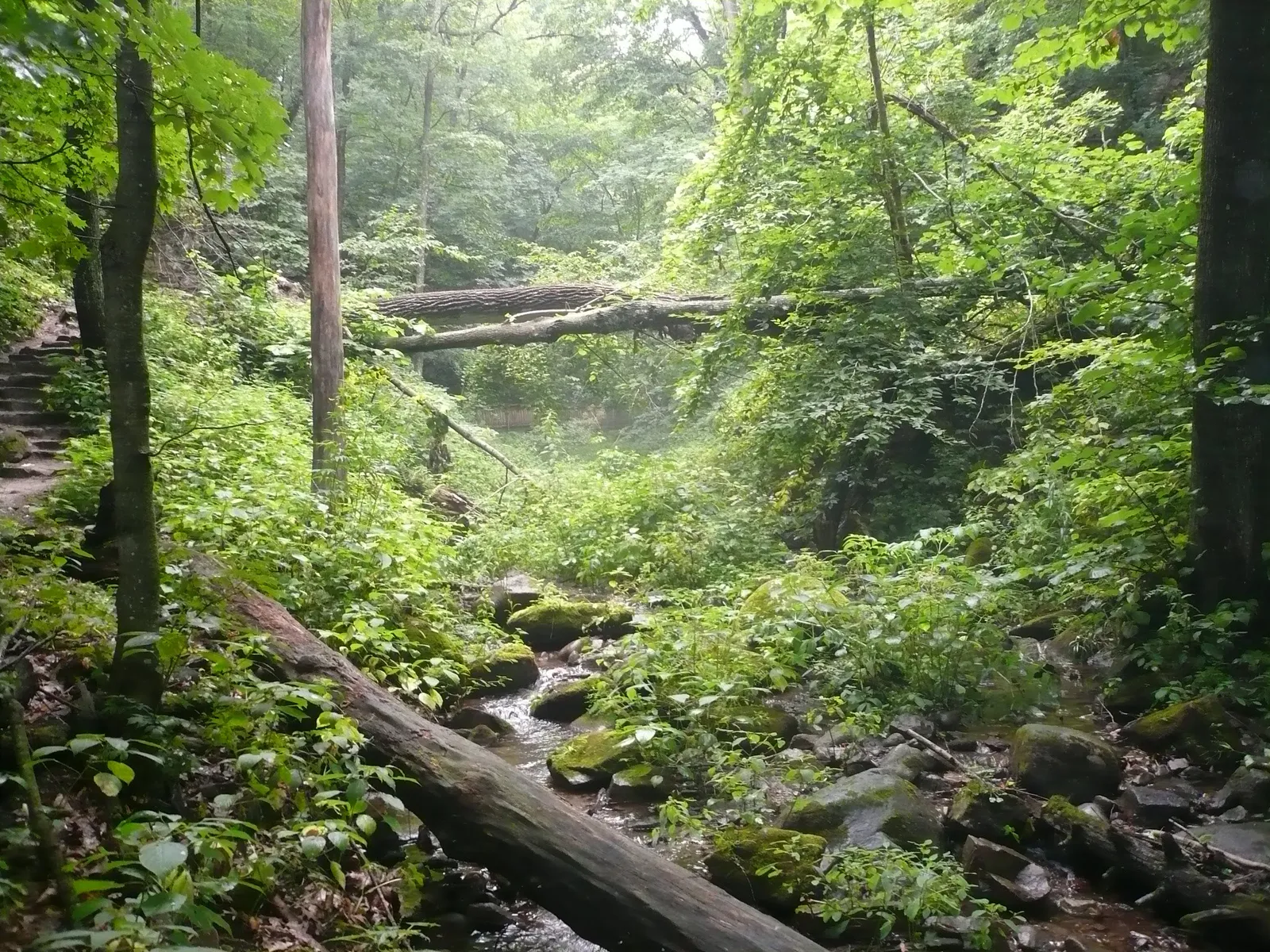 A small stream flows through a dense forest with fallen logs and moss-covered rocks.