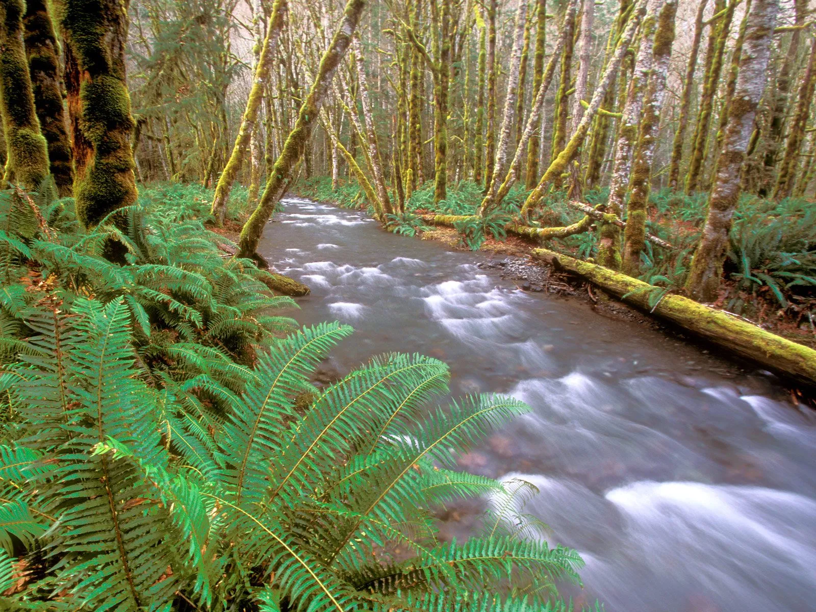 A fast-flowing stream winds through a moss-covered forest with abundant ferns.