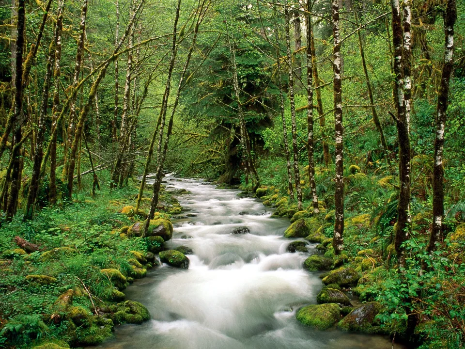 A wide, fast-flowing stream winds through a dense, moss-covered forest with tall trees.