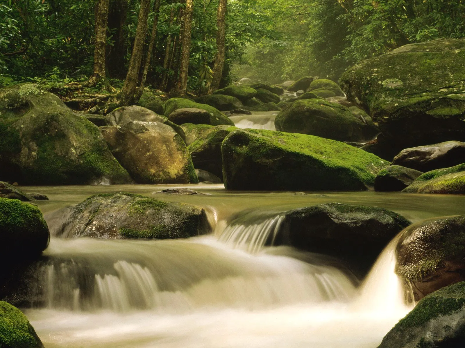 A gentle stream flows over moss-covered rocks in a lush green forest.