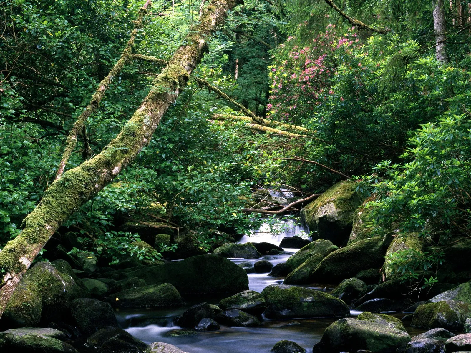 A moss-covered tree trunk leans over a flowing forest stream with large mossy rocks and pink rhododendron flowers.
